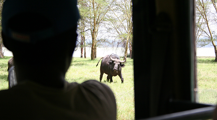 cape buffalo charge, african buffalo charging, soysambu conservancy, kenya africa, african wild animals