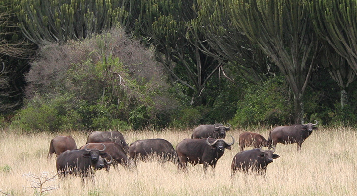 cape buffalo herd, african buffalo, soysambu conservancy, kenya africa, wild animals