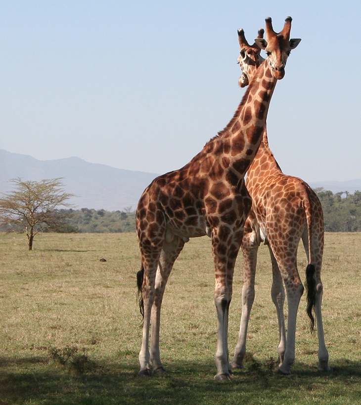 rothschilds giraffes, soysambu conservancy, kenya africa, african wild animals