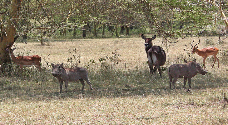  african warthogs, african gazelle, african waterbuck, soysambu conservancy, kenya africa, african wild animals