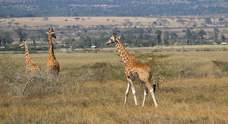  rothschilds giraffes, soysambu conservancy, kenya africa, african wild animals, young wild giraffes