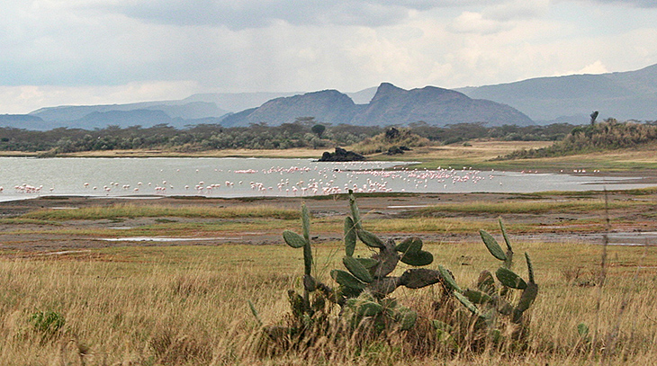  african cactus, african pink flamingos, birds, nature scenery, lake elmentaita, sleeping warrior rock formation, ancient sleeping masai warrior legend, kenya africa, soysambu conservancy, 