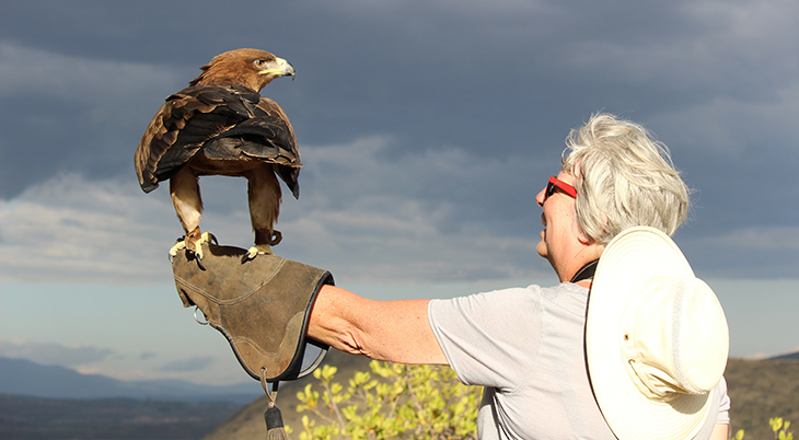 african tawny eagle, african wild eagles, african birds, soysambu raptor centre, soysambu conservancy, kenya africa, volunteering vacation, ethical volunteering