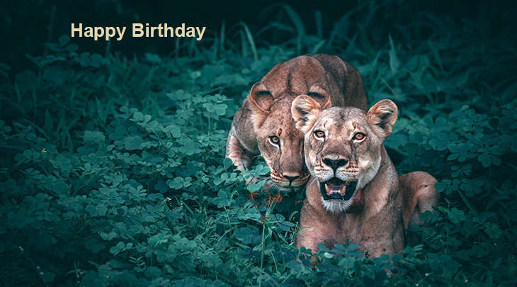happy birthday wishes, birthday cards, birthday card pictures, famous birthdays, lions, lion cubs, baby animals, wild animals, african