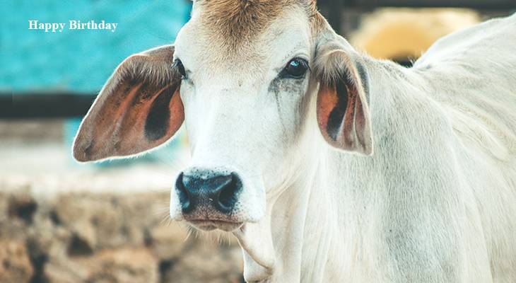 happy birthday wishes, birthday cards, birthday card pictures, famous birthdays, white cow, long eared cow, farm animals,