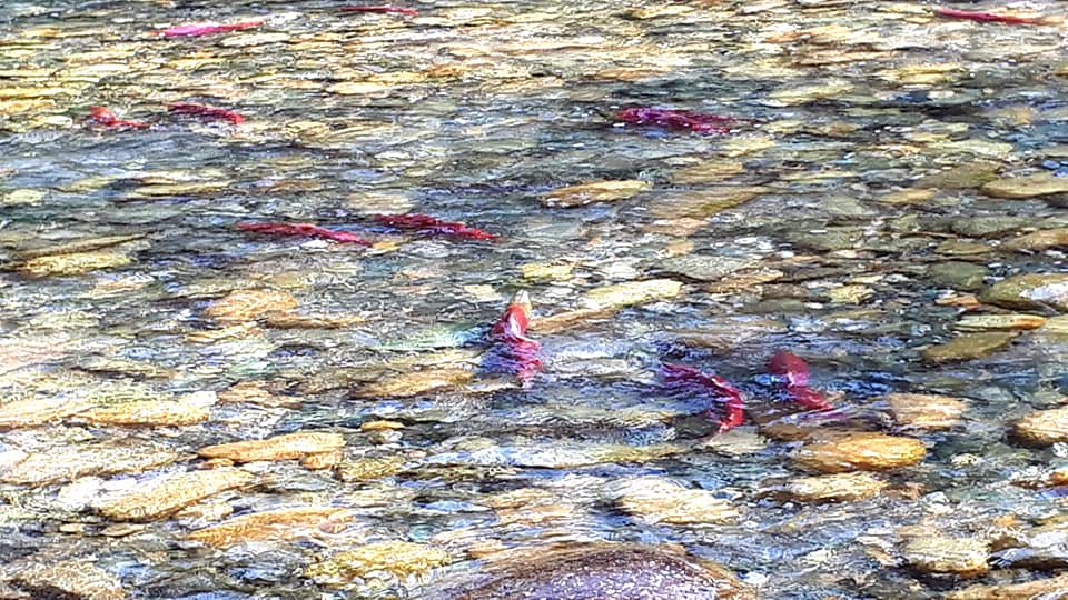 sockeye salmon run, scotch creek british columbia, scotch creek bc things to see, things to do in scotch creek bc, british columbia travel destinations, 50 plus travel destinations, scotch creek sockeye salmon run, travel for seniors, mature travelers, travel scenery, nature scenery, fishing, cathy clark travel writer