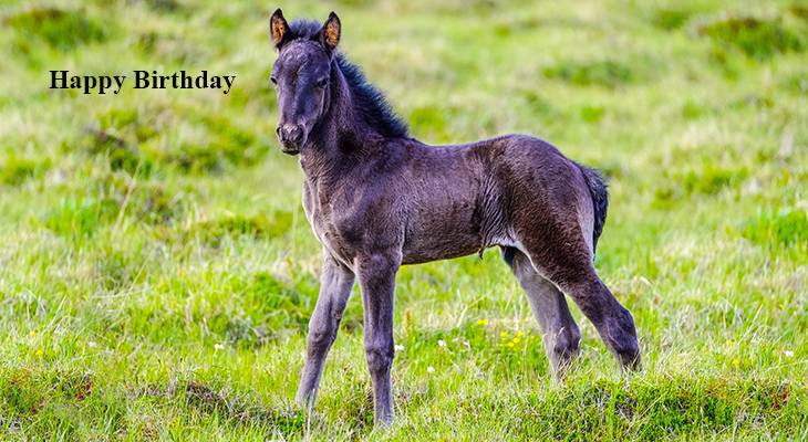 happy birthday wishes, birthday cards, birthday card pictures, famous birthdays, black horse, foal, colt, baby animals