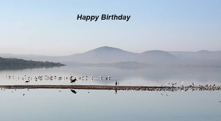 happy birthday wishes, birthday cards, birthday card pictures, famous birthdays, wild birds, kenya, flamingos, marabou storks, gulls, lake elemntaita, africa