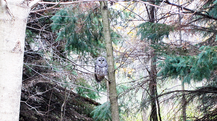 fall walks, autumn hikes, autumn stories, fall scenery, walking in the woods, autumn scenes, nature scenery, barred owl, wild birds, rouge national urban park, rouge park trails, rouge national park in autumn