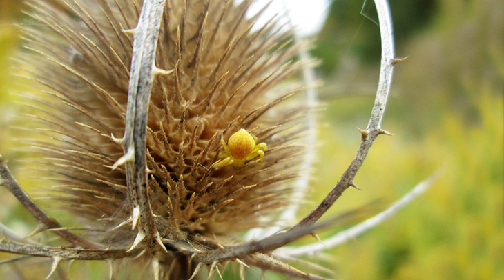 fall walks, autumn hikes, autumn stories, fall scenery, walking in meadows, autumn scenes, crab spider, rouge national urban park, rouge park trails, rouge national park in autumn,nature scenery