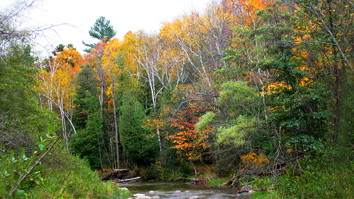 fall walks, autumn hikes, autumn stories, fall scenery, autumn leaves, forest leaves, red trees in autumn, walking in the woods, autumn scenes,  maple trees, oak tree leaves, orange leaves, red leaves, yellow leaves, forest walks, rouge national urban park, rouge park trails, rouge national park in autumn, nature scenery