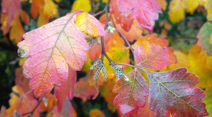 fall walks, autumn hikes, autumn stories, fall scenery, autumn leaves, forest leaves, red trees in autumn, walking in the woods, autumn scenes, autumn oak trees, oak tree leaves, orange leaves, red leaves, forest walks,