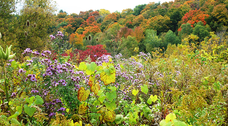 fall walks, autumn hikes, autumn stories, fall scenery, autumn leaves, forest leaves, red trees in autumn, walking in the woods, autumn scenes, maple trees, oak tree leaves, orange leaves, red leaves, yellow leaves, meadow walks, wild flowers, rouge national urban park, rouge park trails, rouge national park in autumn