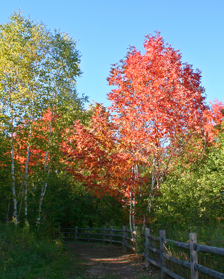 fall walks, autumn hikes, autumn stories, fall scenery, autumn leaves, forest leaves, red trees in autumn, walking in the woods, autumn scenes, maple trees, oak tree leaves, orange leaves, red leaves, forest walks, rouge national urban park, rouge park trails, rouge national park in autumn, nature scenery,