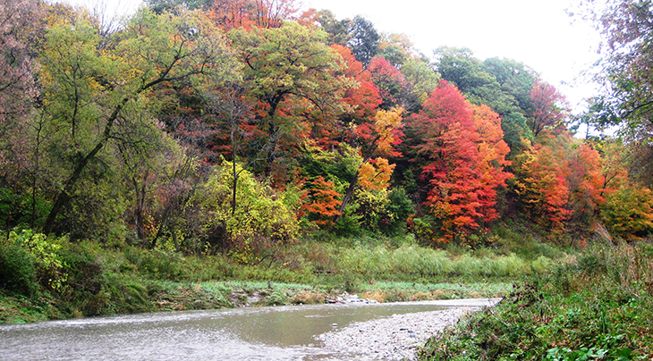 fall walks, autumn hikes, autumn stories, fall scenery, autumn leaves, forest leaves, red trees in autumn, walking in the woods, autumn scenes, barred owl, aubusson carpet leaves, crab spider, maple trees, oak tree leaves, orange leaves, red leaves, yellow leaves, forest walks, rouge national urban park, rouge park trails, rouge national park in autumn, rouge river