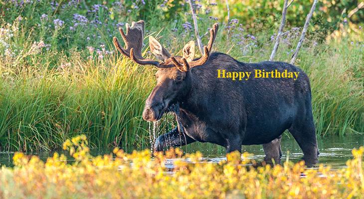 happy birthday wishes, birthday cards, birthday card pictures, famous birthdays, bull moose, wild animals, grand teton national park