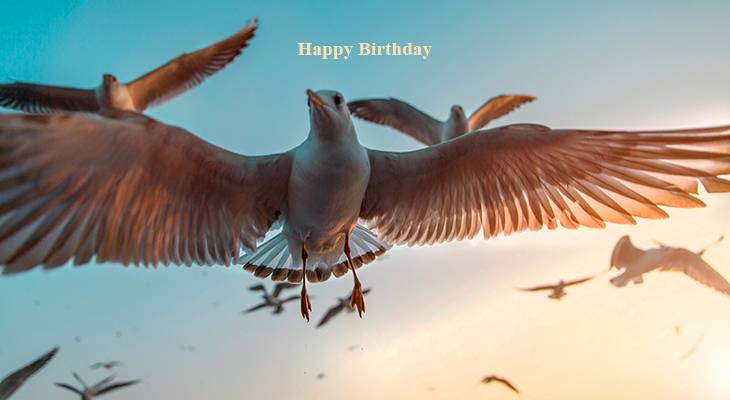 happy birthday wishes, birthday cards, birthday card pictures, famous birthdays, seagulls, wild birds,