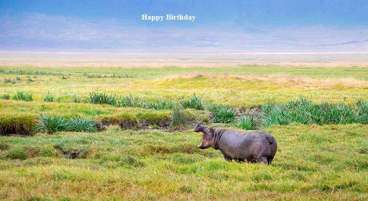 happy birthday wishes, birthday cards, birthday card pictures, famous birthdays, hippos, hippopotamus, wild animals, tanzania scenery, african animals