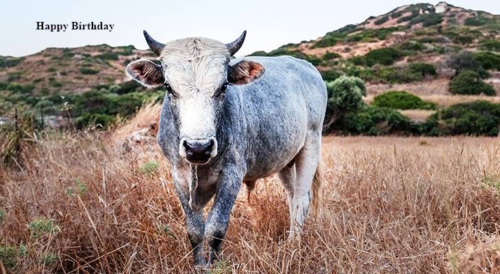 happy birthday wishes, birthday cards, birthday card pictures, famous birthdays, white cow, cattle, bull, nature scenery, animals