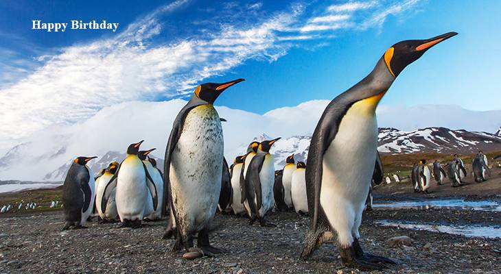 happy birthday wishes, birthday cards, birthday card pictures, famous birthdays, king penguins, animals, wild birds, nature scenery