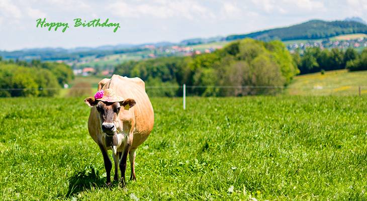 happy birthday wishes, birthday cards, birthday card pictures, famous birthdays, cow, funny animals, nature scenery