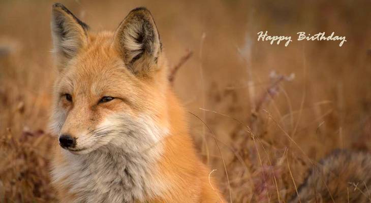 happy birthday wishes, birthday cards, birthday card pictures, famous birthdays, red fox, wild animals, nature scenery
