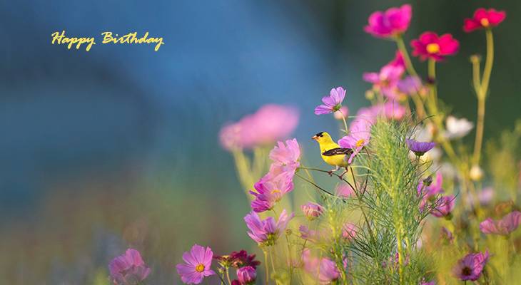 happy birthday wishes, birthday cards, birthday card pictures, famous birthdays, yellow bird, pink flowers, wild flowers,