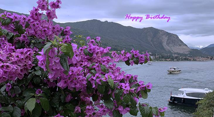 happy birthday wishes, birthday cards, birthday card pictures, famous birthdays, pink flowers, bougainvillea, isola bella, lake maggiore, northern italy