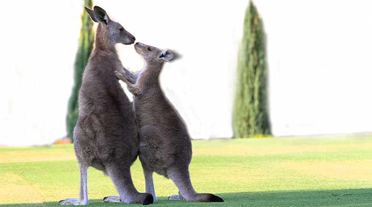 mother kangaroo, baby roo, wild animal mothers, happy mothers day, animal moms