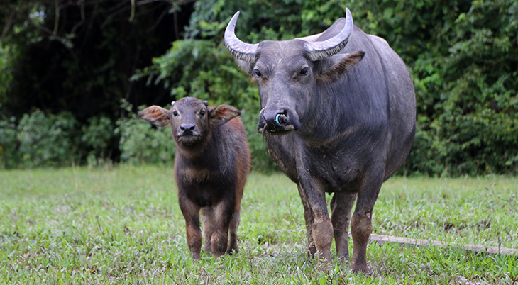 mother buffalo, baby water buffalo, wild animal mothers, happy mothers day, animal babies