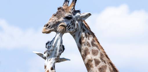 mother giraffe, baby giraffe, happy mothers day, animal moms