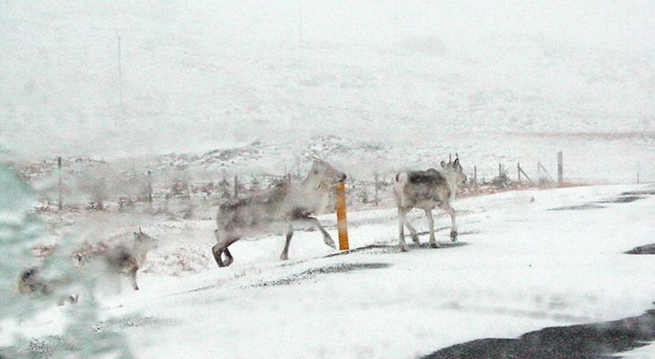icelandic reindeer, ring road iceland, icelands snowy roads, wild reindeer