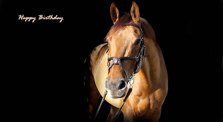 happy birthday wishes, birthday cards, birthday card pictures, famous birthdays, horse, animals