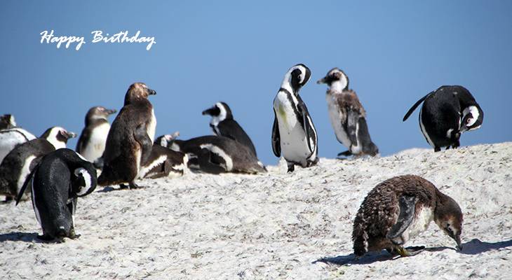 happy birthday wishes, birthday cards, birthday card pictures, famous birthdays, penguins, wild birds, south africa, cape town, seaforth beach