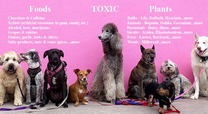 foods and plants toxic to pets, dangerous for pets, poisonous plants for dogs, toxic foods for cats, household pets, lethal substances for pets,