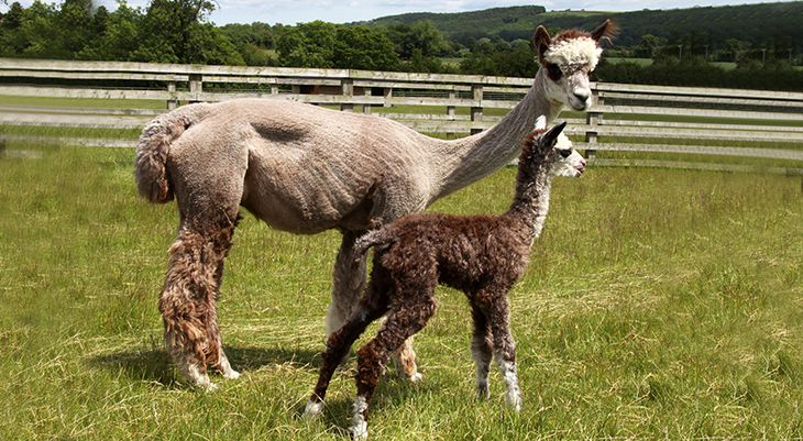 mother alpaca, baby alpaca, llamas, happy mothers day, animal mothers, animal moms, baby animals