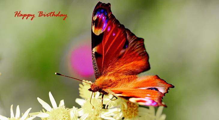 happy birthday wishes, birthday cards, birthday card pictures, famous birthdays, orange butterfly, monarch butterflies, yellow flowers
