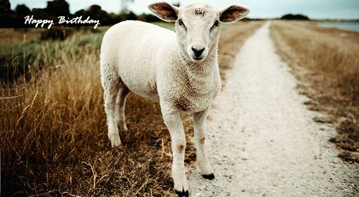 happy birthday wishes, birthday cards, birthday card pictures, famous birthdays, baby sheep, lamb, animals, nature scenery