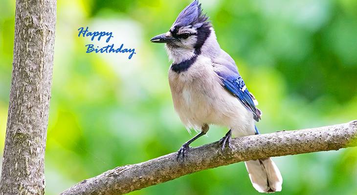 happy birthday wishes, birthday cards, birthday card pictures, famous birthdays, blue jay, blue bird, wild birds