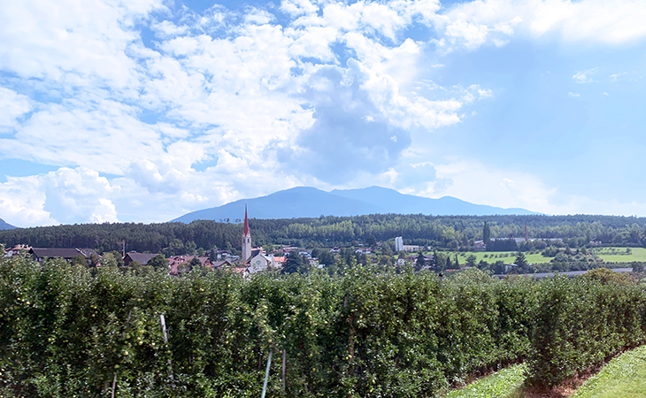 apple orchards, south tyrol, bolzano italy countryside, northern italy, italian alps foothills