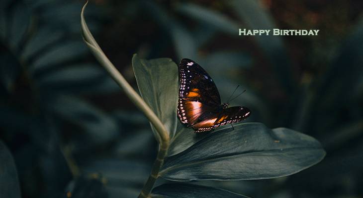 happy birthday wishes, birthday cards, birthday card pictures, famous birthdays, butterfly, orange, black, nature, leaf