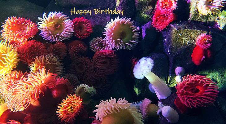 happy birthday wishes, birthday cards, birthday card pictures, famous birthdays, aquarium, sea corals, sponges, tropical fish