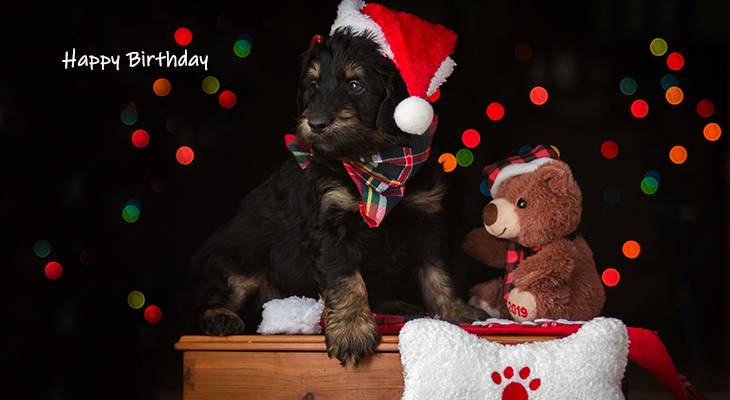 happy birthday wishes, birthday cards, birthday card pictures, famous birthdays, dog, puppy, christmas hat, teddy bear, holiday
