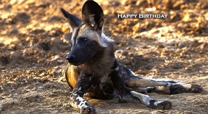 happy birthday wishes, birthday cards, birthday card pictures, famous birthdays, african painted dog, wild animal