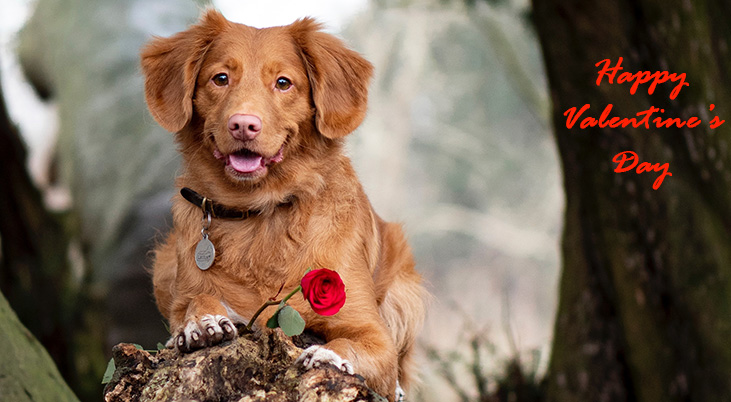 happy valentines day, valentines day greetings, valentine traditions, st valentine, modern valentine card, red roses, retriever dog, greeting cards,