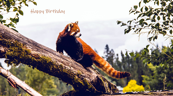 happy birthday wishes, birthday cards, birthday card pictures, famous birthdays, red panda, wild animals