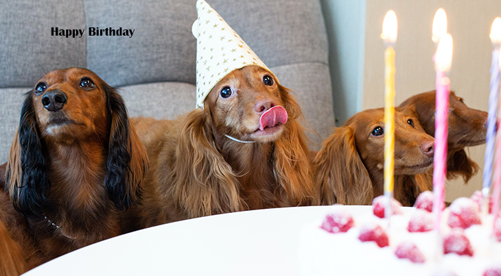 happy birthday wishes, birthday cards, birthday card pictures, famous birthdays, dachshunds, dogs, puppies, animals, candles