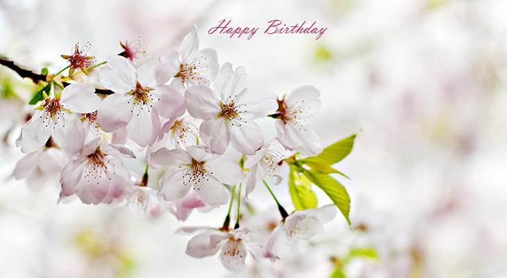 happy birthday wishes, birthday cards, birthday card pictures, famous birthdays, apple blossoms, white flowers