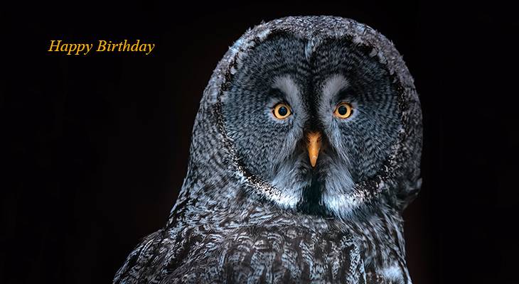 happy birthday wishes, birthday cards, birthday card pictures, famous birthdays, great grey owl, wild bird, germany birds