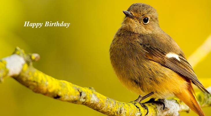 happy birthday wishes, birthday cards, birthday card pictures, famous birthdays, yellow bird, wild birds, nature